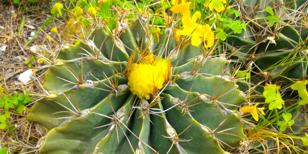 Emory's Barrel Cactus Flowering Yellow in the Center