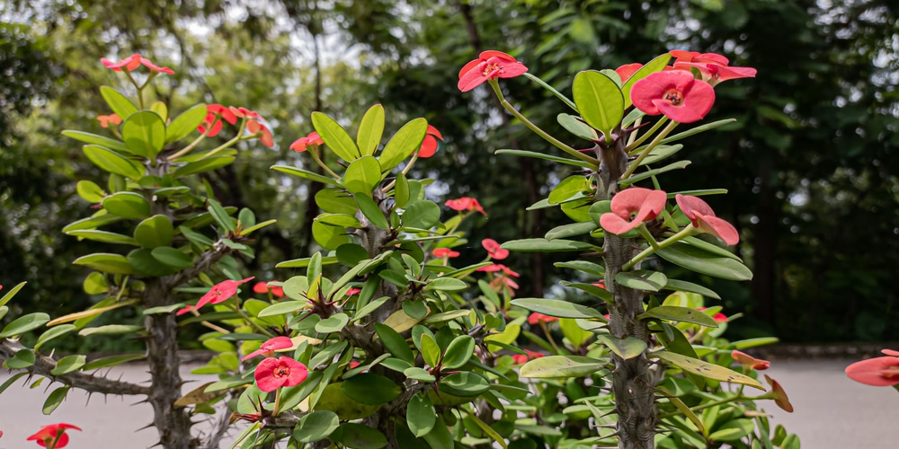 Euphoria Milii with Red Flowers