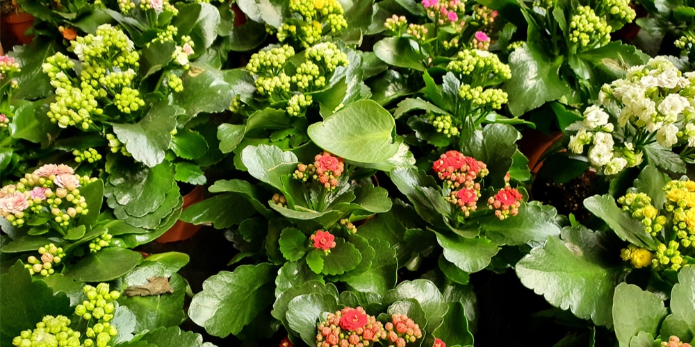 Florist Kalanchoe with red, yellow, and green flowers
