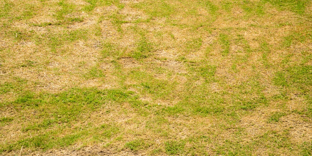 bermuda grass fungus