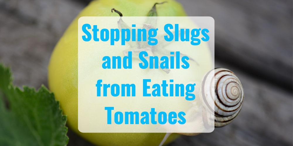 Do Slugs and Snails Eat Tomato Plants? [Yes, Here's How to Stop Them]