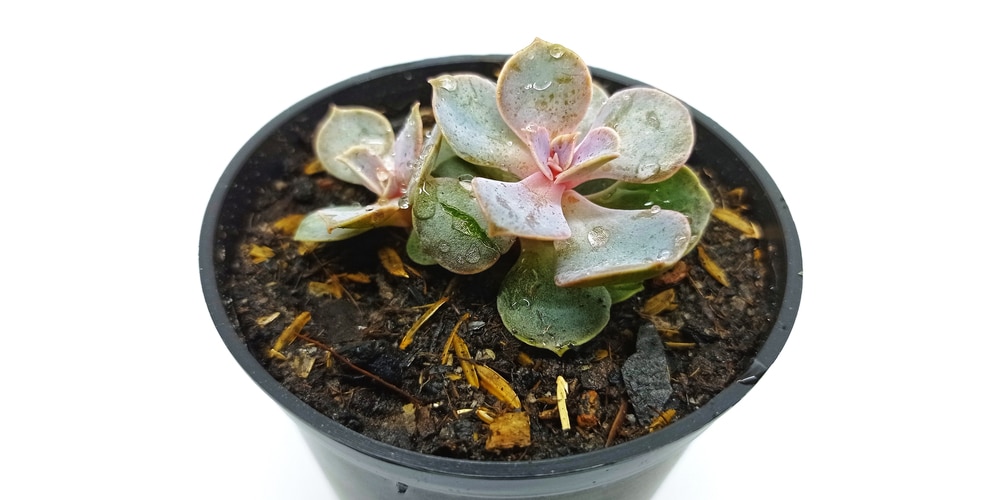 Ghost Echeveria