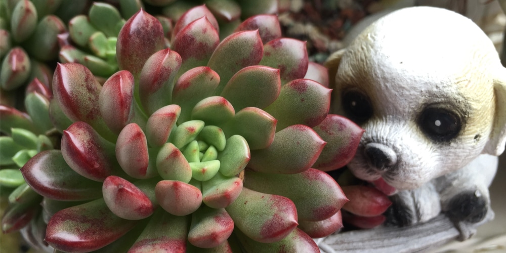 Graptoveria 'Bashful'