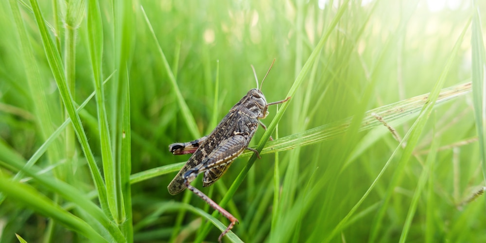 do grasshoppers eat tomato plants