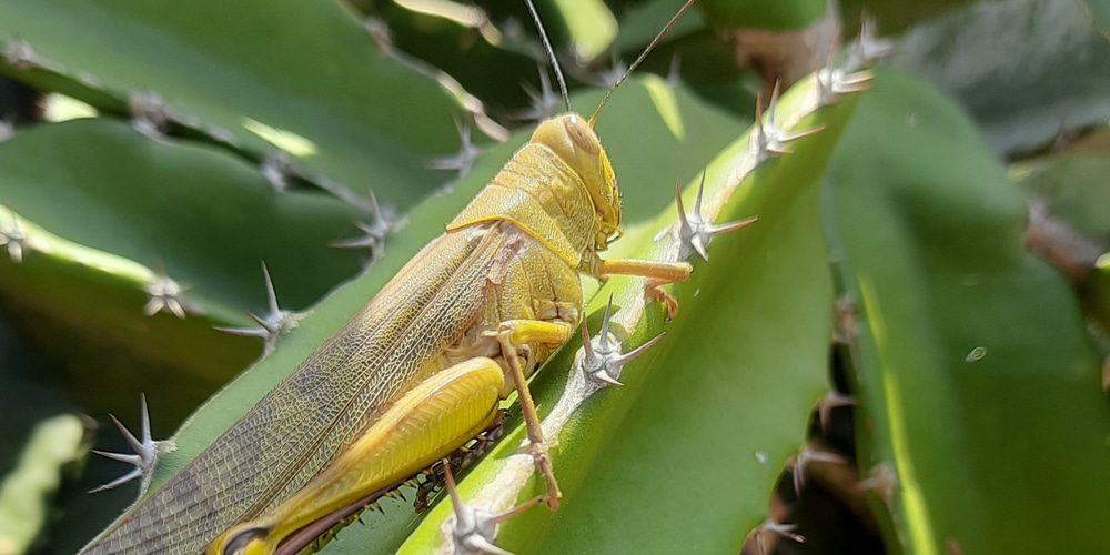 Do Grasshoppers Eat Cactus?