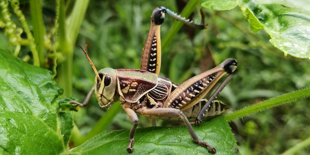 do grasshoppers eat tomato plants