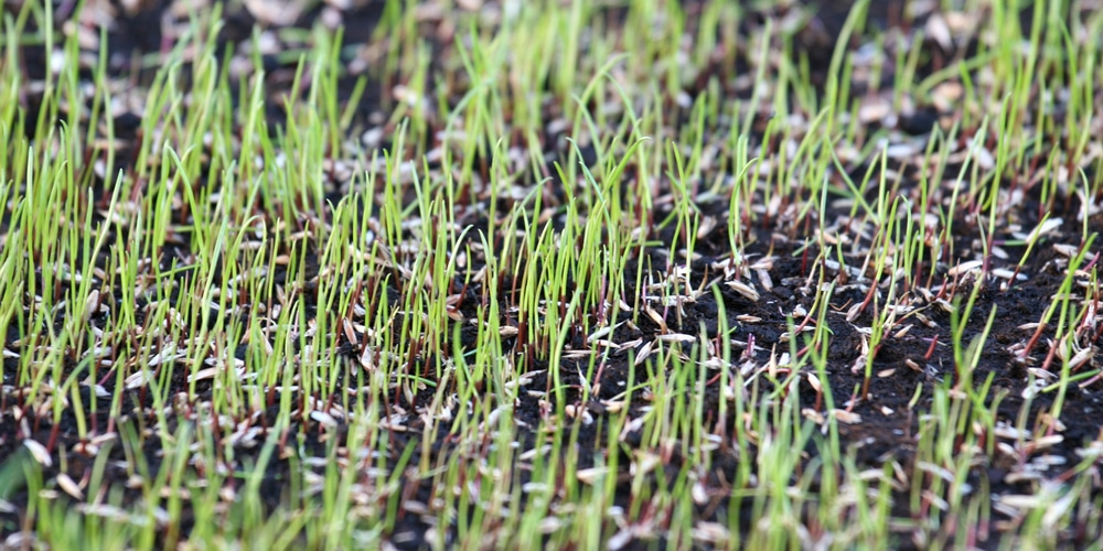 Caring for Turf after Purchase
