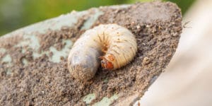 What Causes Lawn Grubs?
