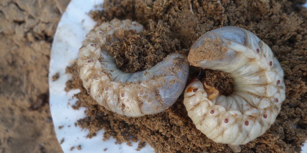 What Causes Lawn Grubs?