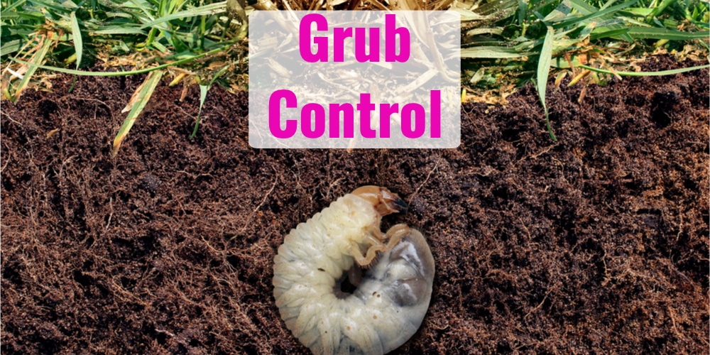 When to Put Down Grub Control GFL Outdoors