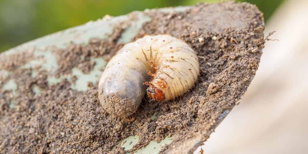 grub damage vs fungus