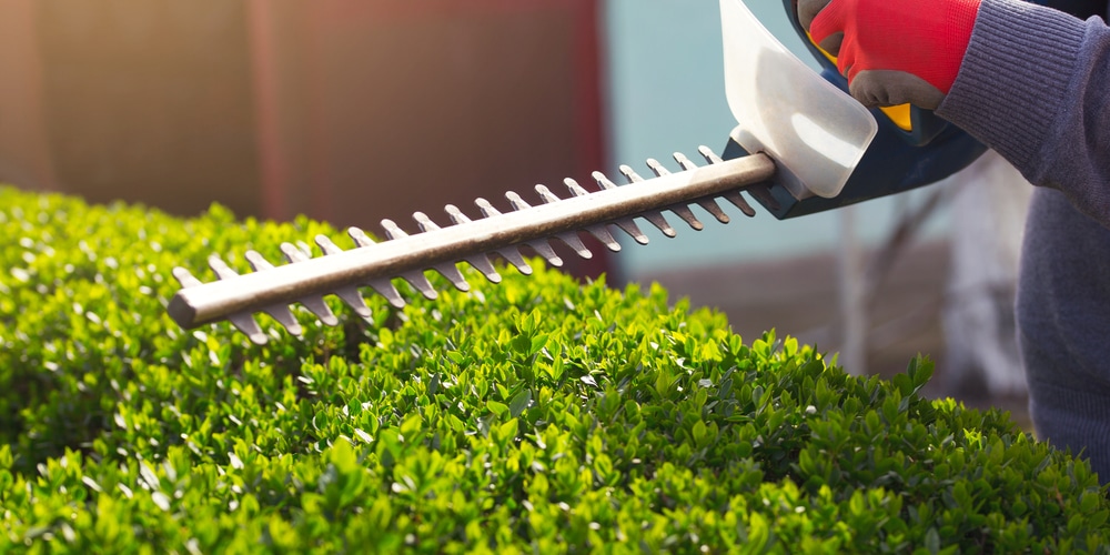 cut grass without a lawnmower