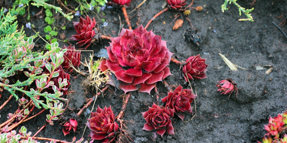 hens and chicks growing tall