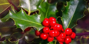 Does Holly Grow in South Dakota