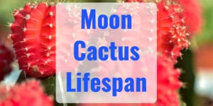 How Long Does a Moon Cactus Live