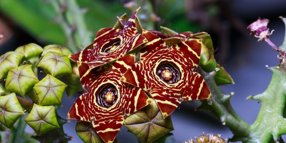 Huernia zebrina red flowers