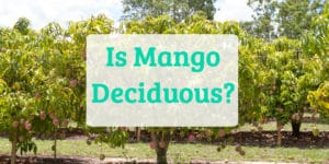 Is Mango Deciduous?