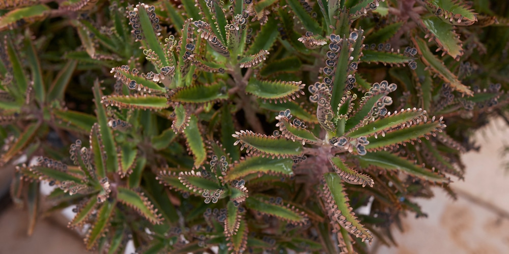 Kalanchoe х houghtonii mother of thousands variety