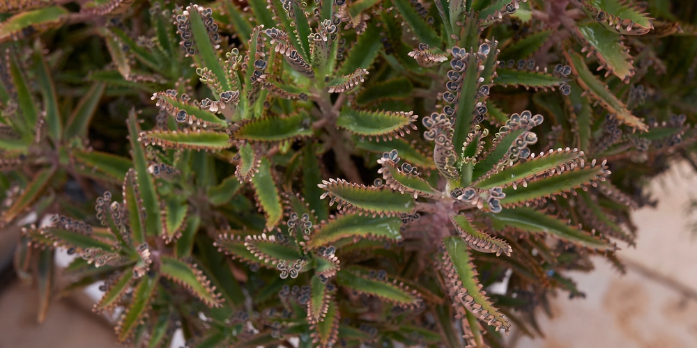 Kalanchoe х houghtonii mother of thousands variety