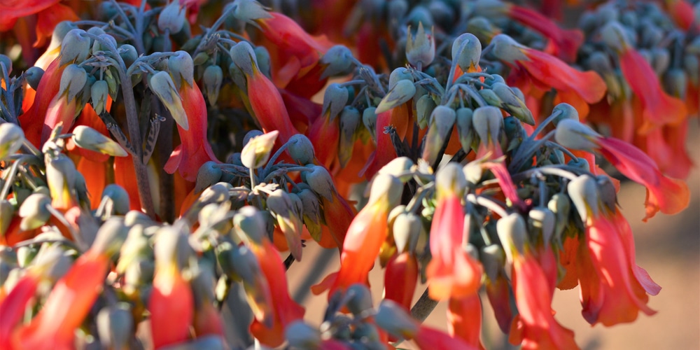 Kalanchoe delagoensis