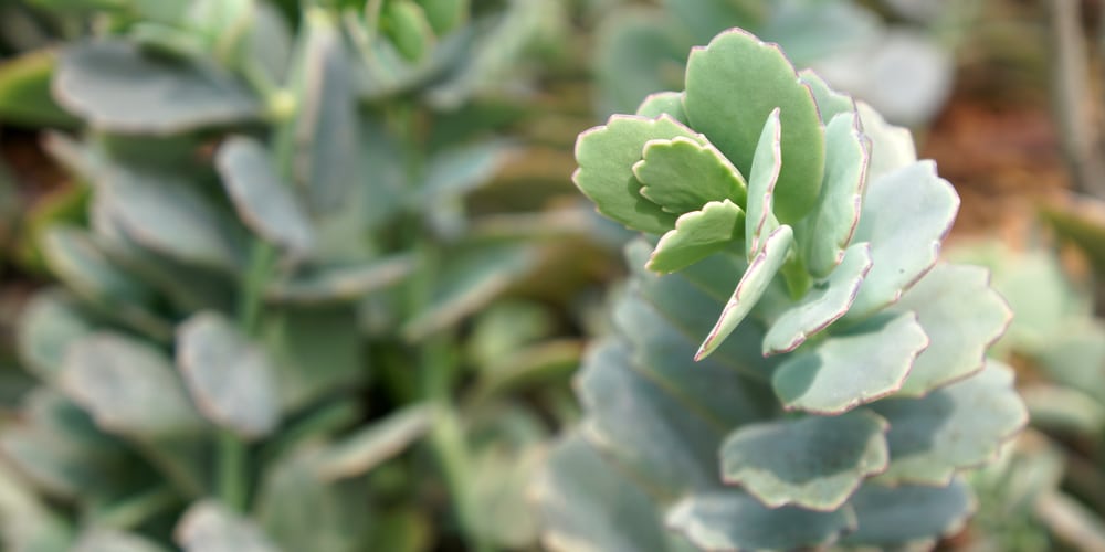 Kalanchoe fedtschenkoi