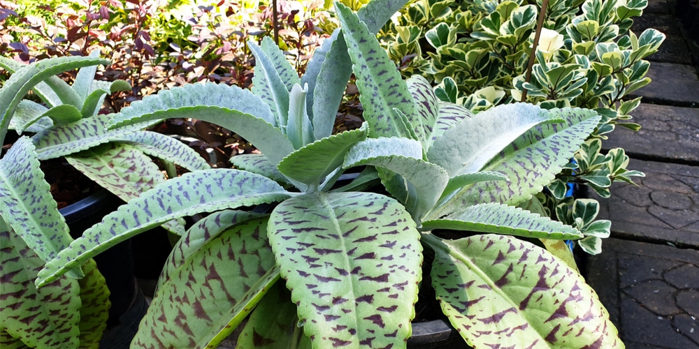 Kalanchoe gastonis-bonnieri