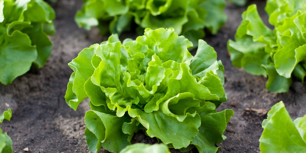 growing lettuce in summer