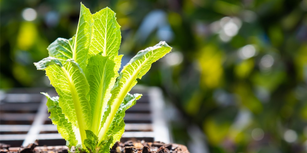 When to Plant Lettuce in Iowa