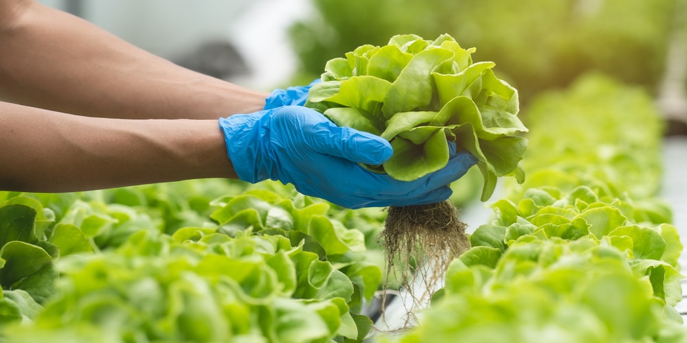 How To Grow Lettuce In Texas