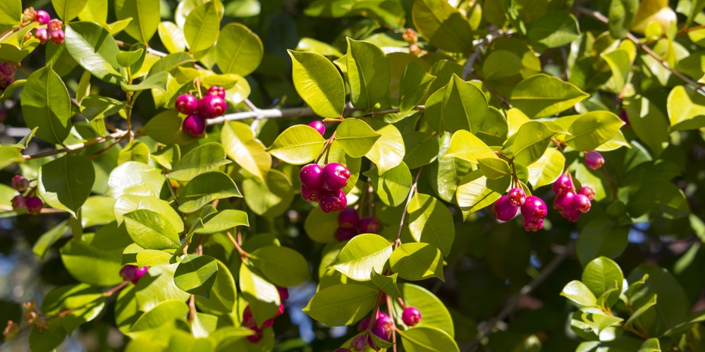 Best time of year to plant a lilly pilly