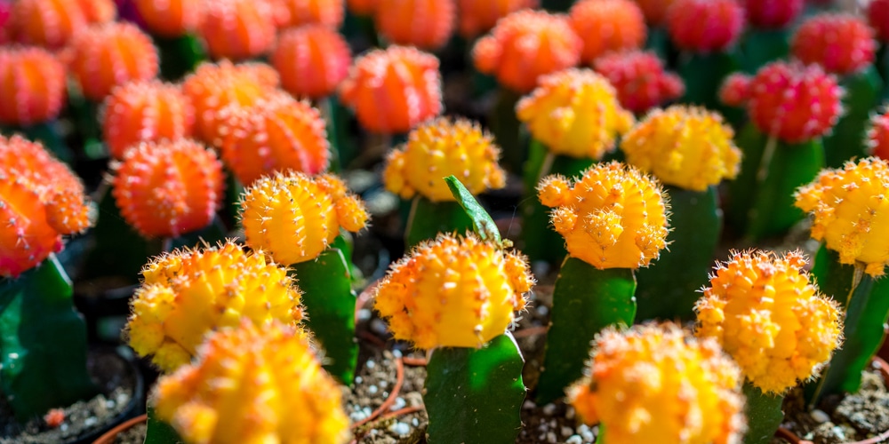 How Grafting Affects the Life of a Moon Cactus