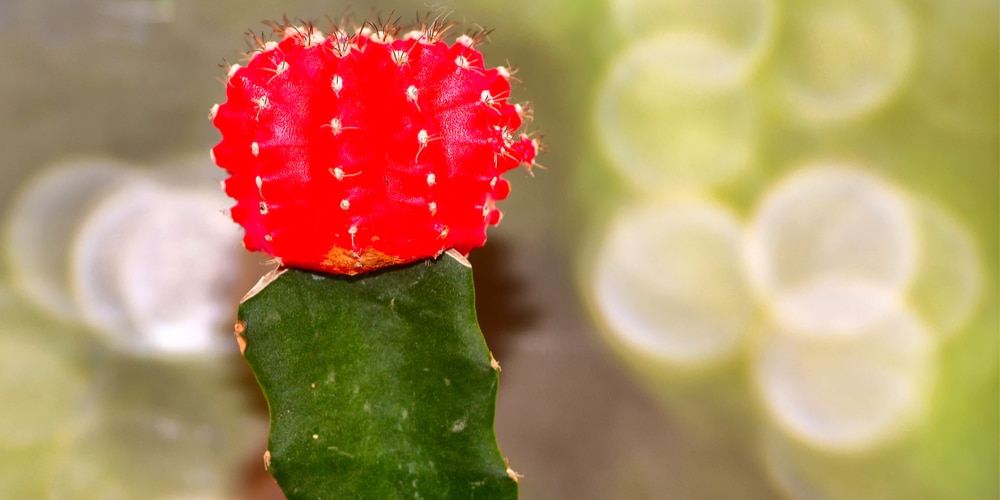 Extend Moon Cactus Lifespan