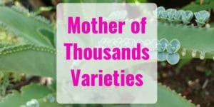mother of thousands varieties
