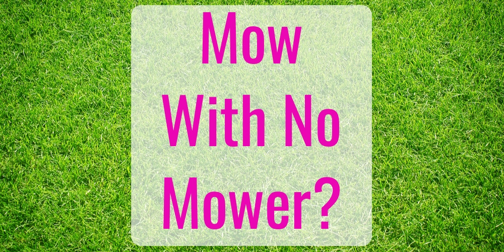 How to Cut Grass Without a Mower GFL Outdoors