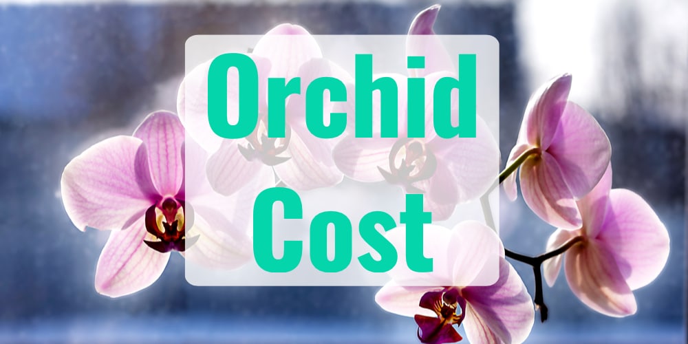 How Much Orchids Cost 