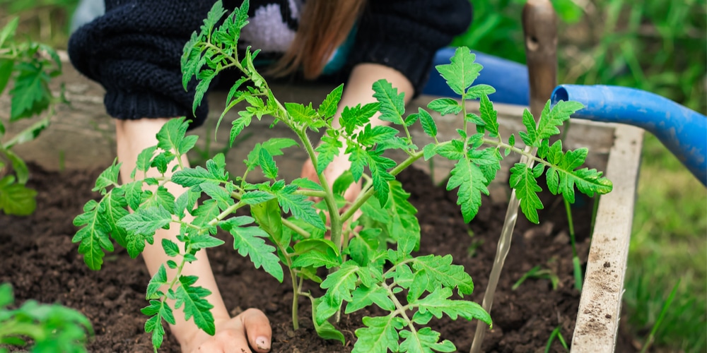 How Deep To Plant Tomato Seedlings
