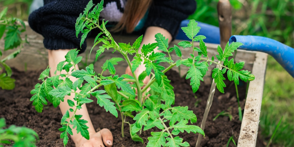 Planting Tomatoes in Indiana