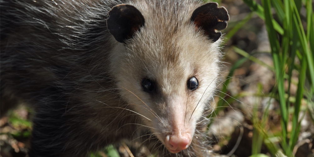 do possums eat rats