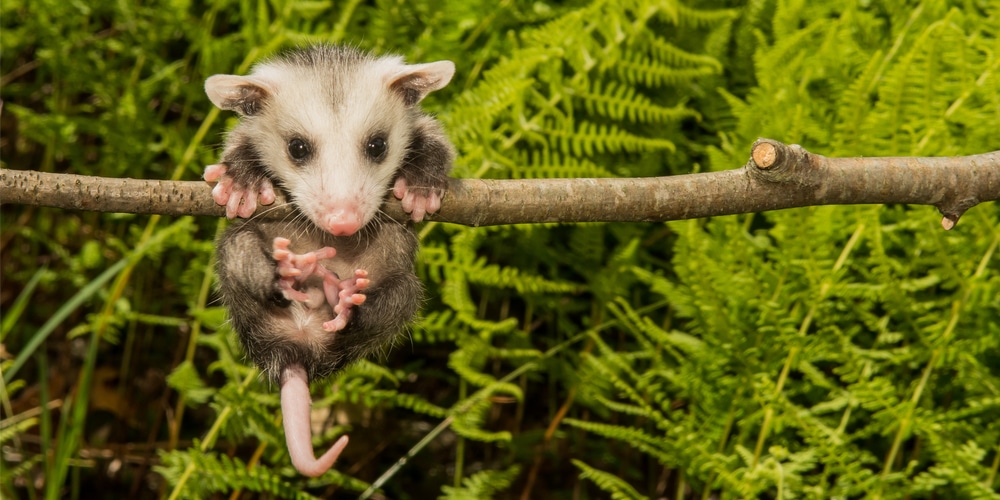 can opossum climb trees