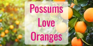 Possums Love Eating Oranges