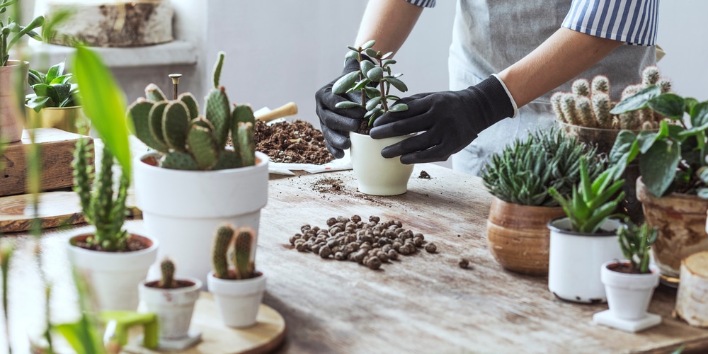 Can You pot a Succulent in Rocks