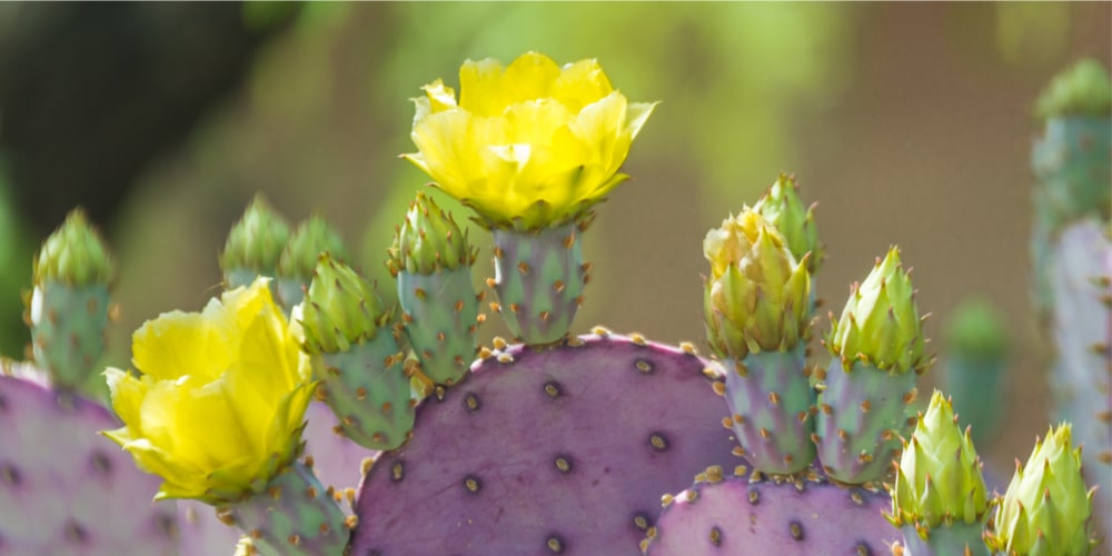 Prickly Pear Cactus with Yellow Flowers