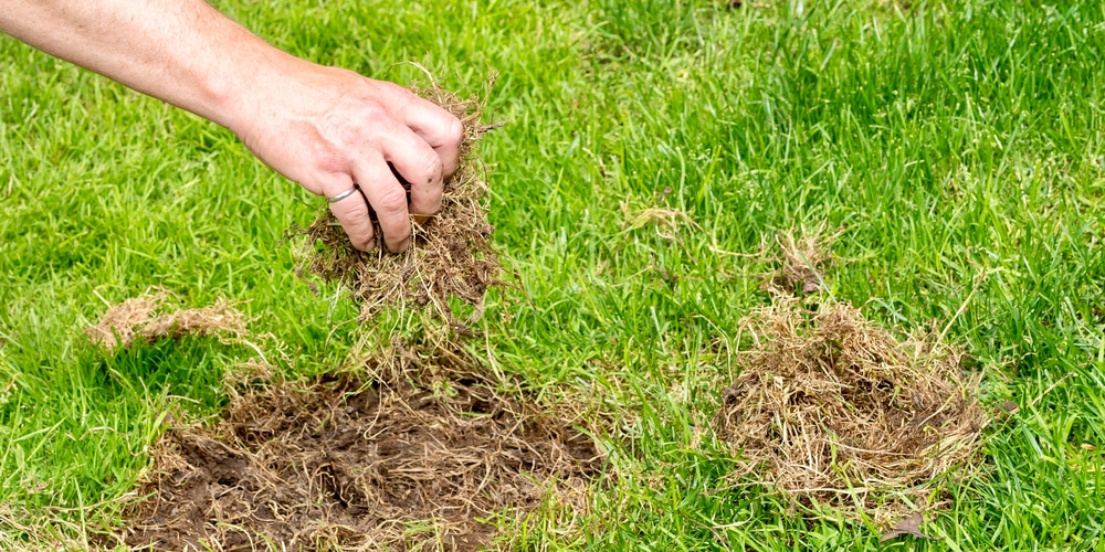 how to fix a yard destroyed by dogs