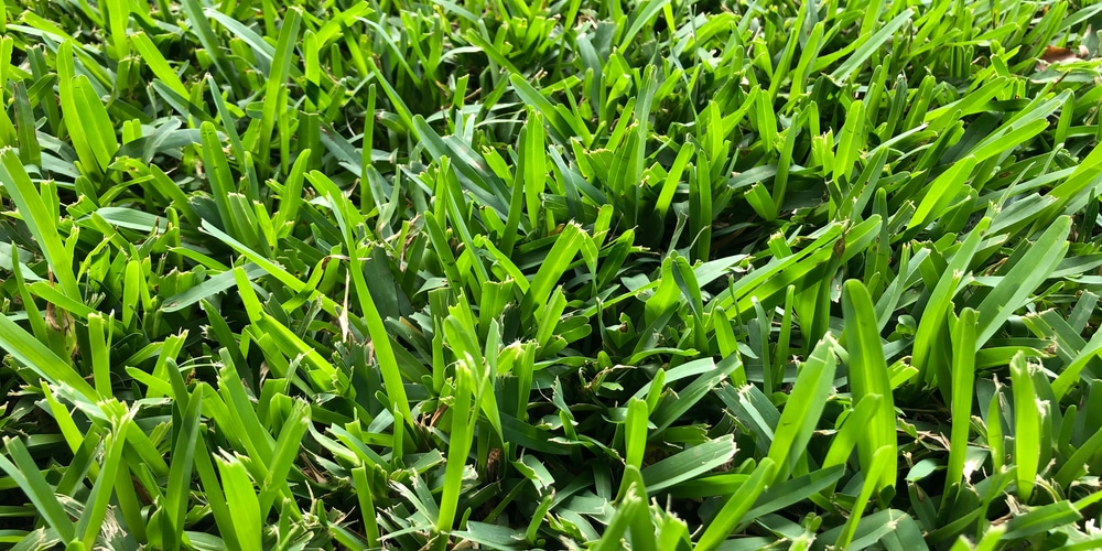 Dark Green Patches in St. Augustine Grass