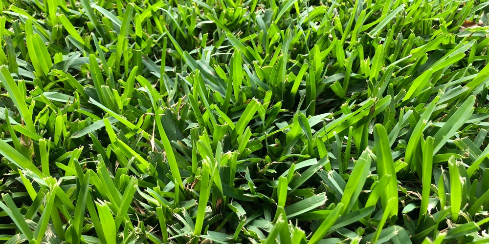 Weed Killer for St. Augustine