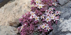 Oregon Ground Cover Plants