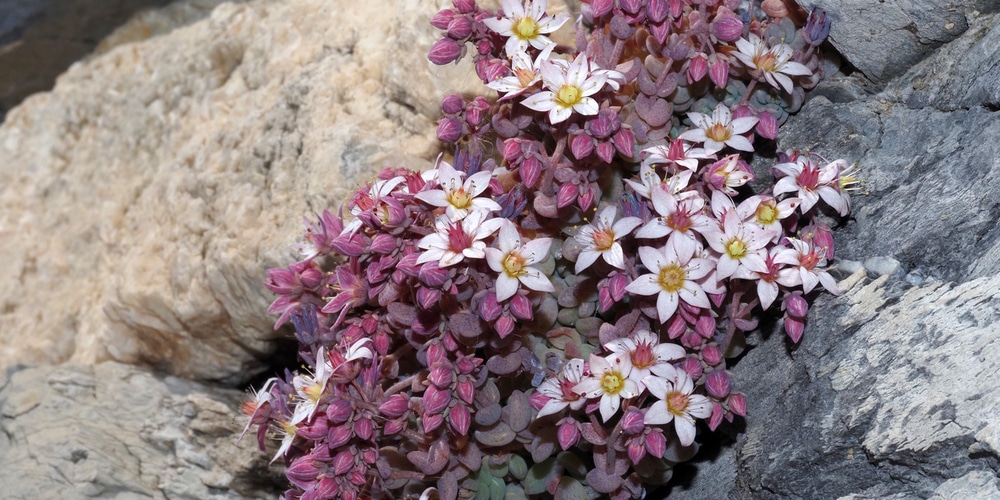 Sedum Dasyphyllum Flowering Purple