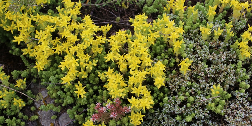 stonecrop deer resistant