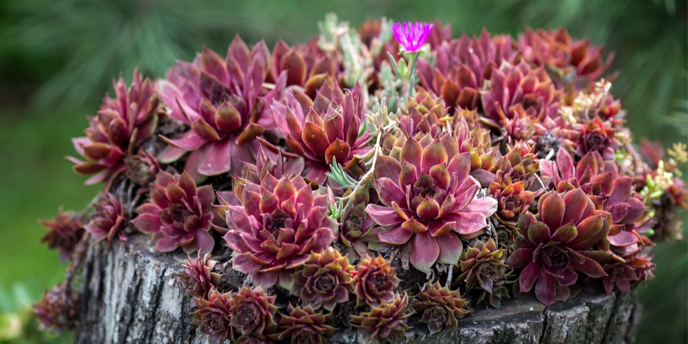 Succulents with Purple Flowers