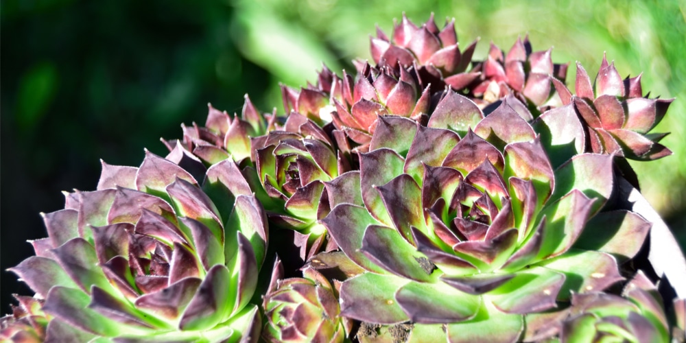 Sempervivum Tectorum Red Flowers